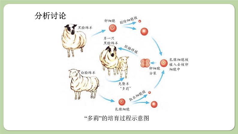 济南版生物八下7.2.2 克隆技术(课件PPT)05