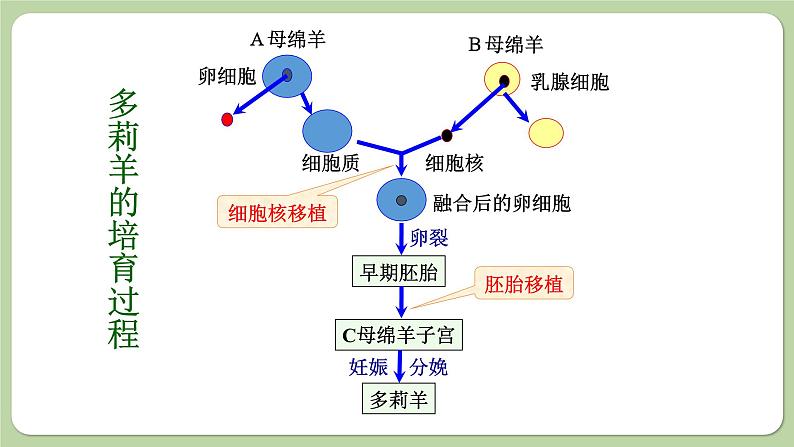 济南版生物八下7.2.2 克隆技术(课件PPT)06
