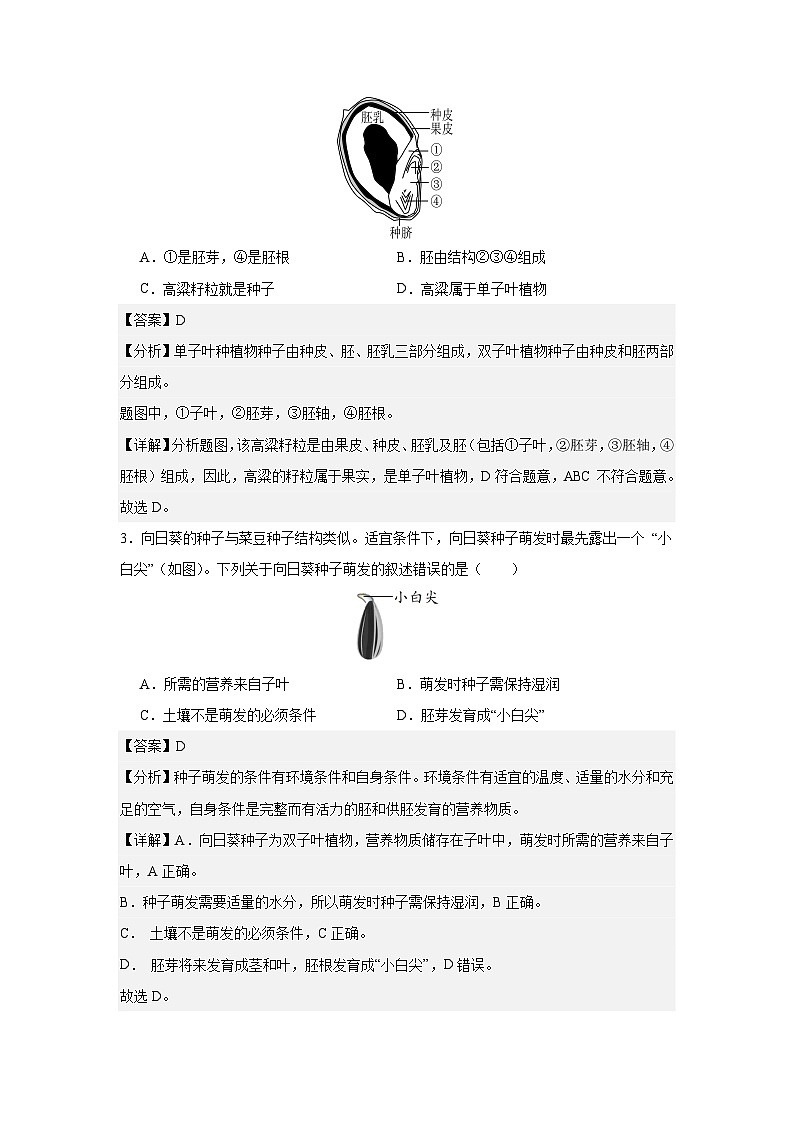 【期中单元测试卷】(人教版)2023-2024学年七年级生物上册 第二章 被子植物的一生【基础卷】(解析版)第2页