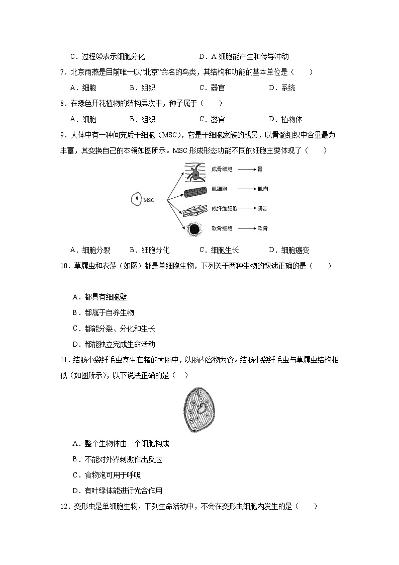 【期中单元测试卷】(人教版)2023-2024学年七年级生物上册 第二章 细胞怎样构成生物体【单元测试·提升卷】02