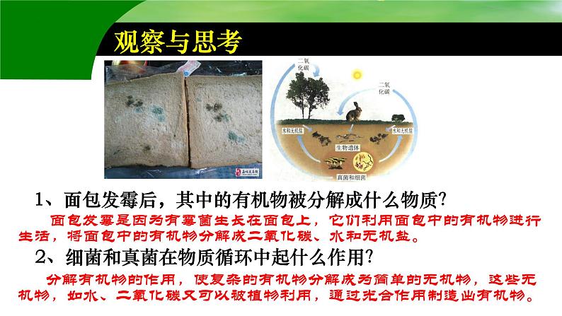 第四章第四节《细菌和真菌在自然界中的作用》课件人教版生物八年级上册第4页