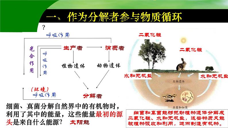 第四章第四节《细菌和真菌在自然界中的作用》课件人教版生物八年级上册第5页
