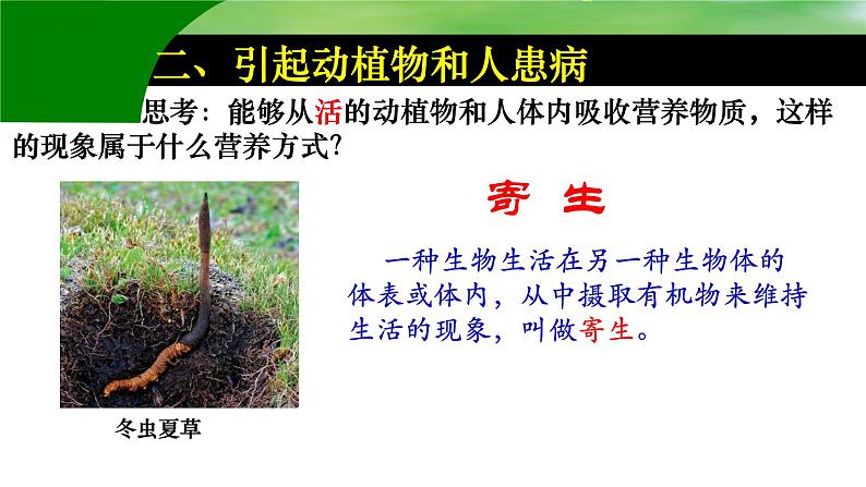 第四章第四节《细菌和真菌在自然界中的作用》课件人教版生物八年级上册第8页