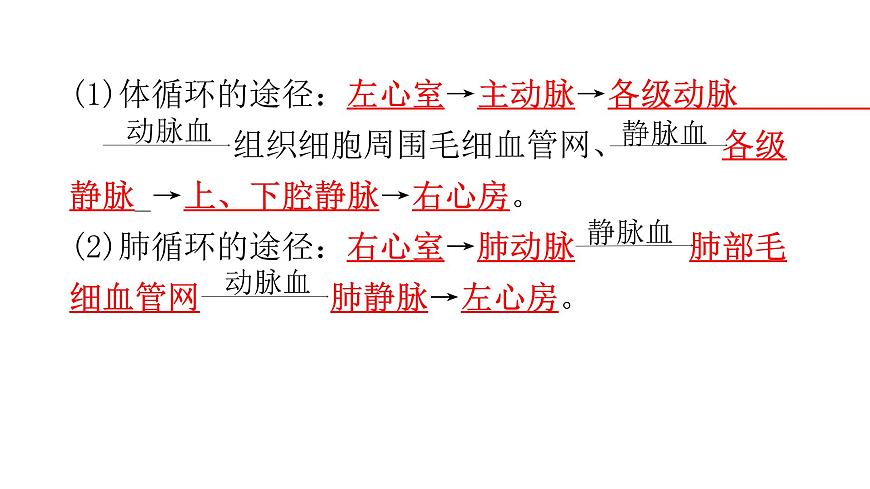 北師大版七年級生物下冊第9章人體內(nèi)的物質(zhì)運(yùn)輸?shù)?節(jié)血液循環(huán)第2課時(shí)練習(xí)課件第3頁