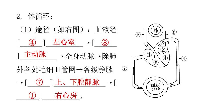 北师大版七年级生物下册第9章人体内的物质运输第2节血液循环第2课时课件第5页