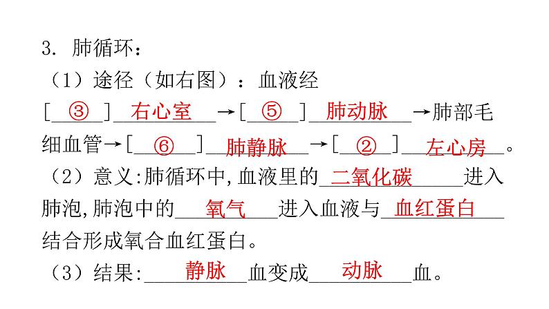 北师大版七年级生物下册第9章人体内的物质运输第2节血液循环第2课时课件第7页