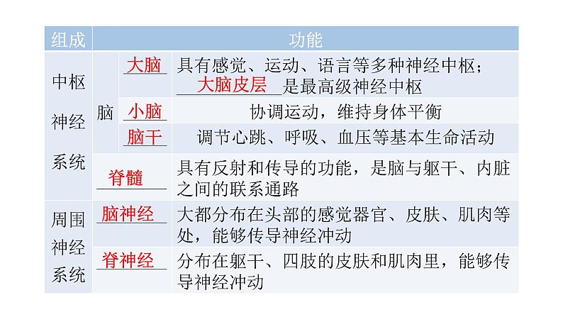 北师大版七年级生物下册第12章人体的自我调节第1节神经系统与神经调节第1课时课件05