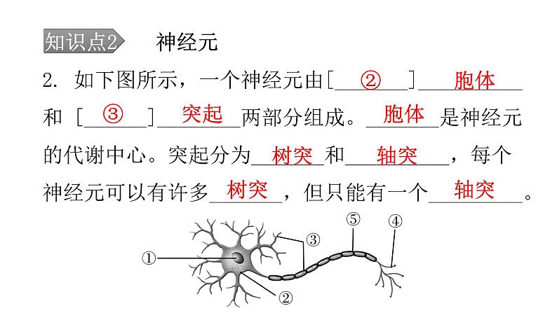 北师大版七年级生物下册第12章人体的自我调节第1节神经系统与神经调节第1课时课件06