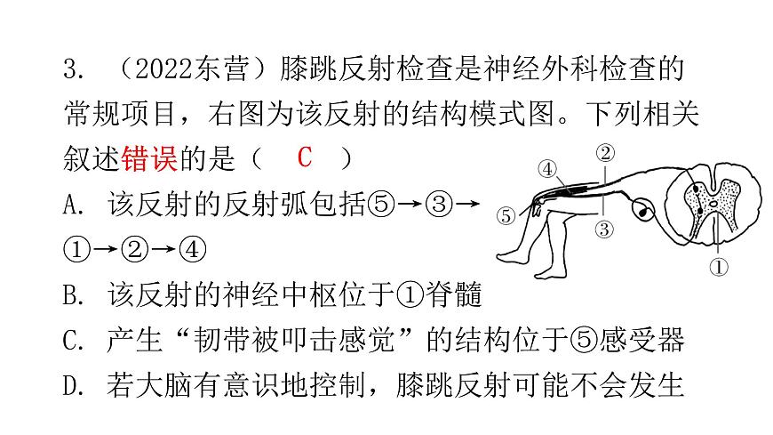 北師大版七年級生物下冊第12章人體的自我調(diào)節(jié)章末總結(jié)課件第7頁