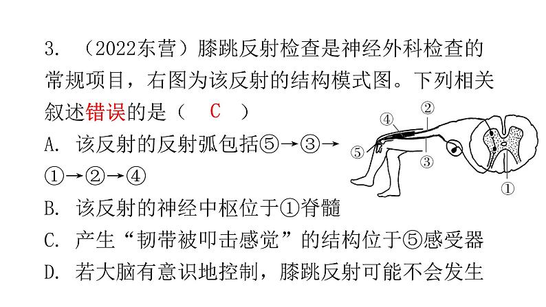 北师大版七年级生物下册第12章人体的自我调节章末总结课件第7页