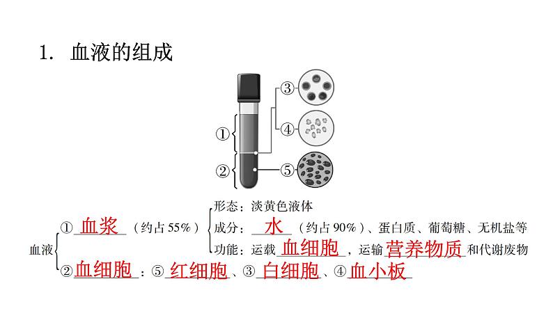 北师大版七年级生物下册第九章人体内的物质运输课件第2页