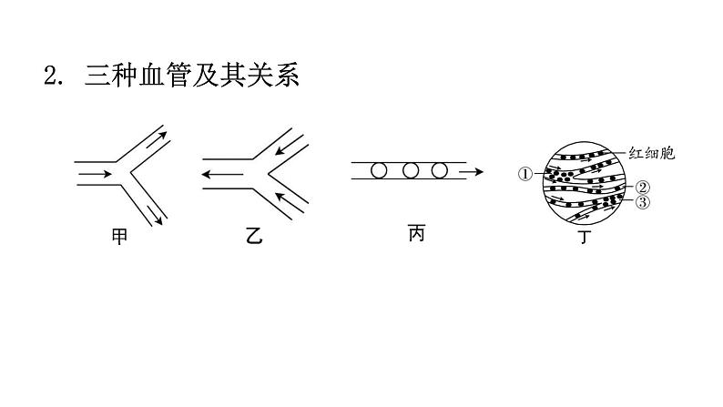 北师大版七年级生物下册第九章人体内的物质运输课件第4页