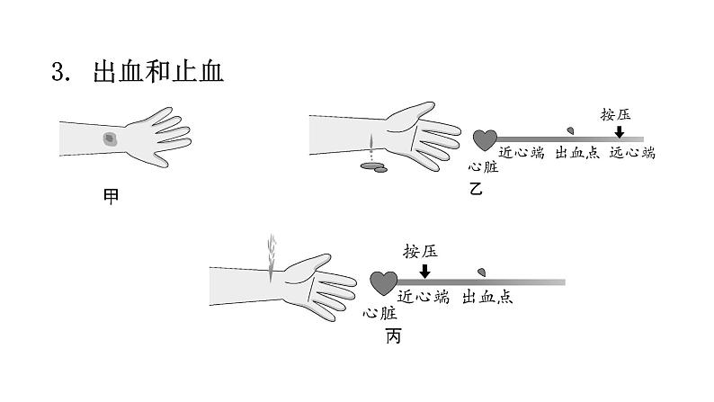 北师大版七年级生物下册第九章人体内的物质运输课件第6页