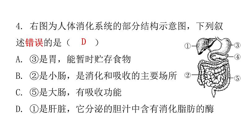 北师大版七年级生物下册期末过关训练课件06