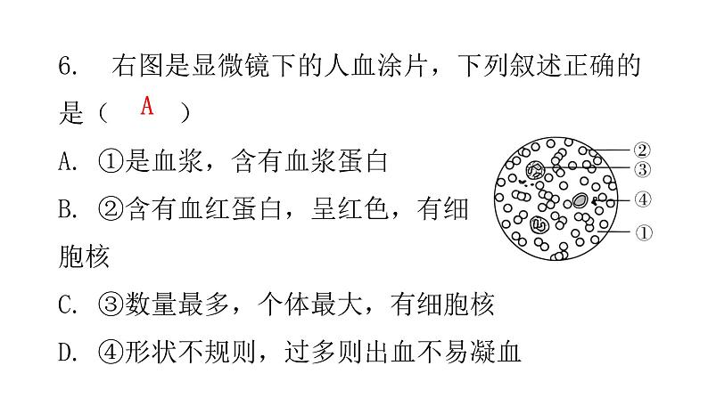 北师大版七年级生物下册第9章人体内的物质运输第1节血液课件第8页