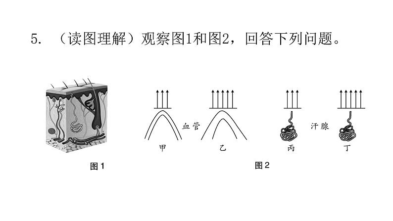 北师大版七年级生物下册第11章人体代谢废物的排出第3节皮肤与汗液分泌课件07