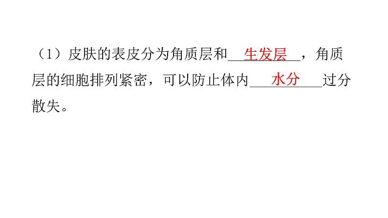 北师大版七年级生物下册第11章人体代谢废物的排出第3节皮肤与汗液分泌课件08