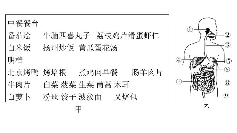 北师大版七年级生物下册题型一读图理解课件第3页