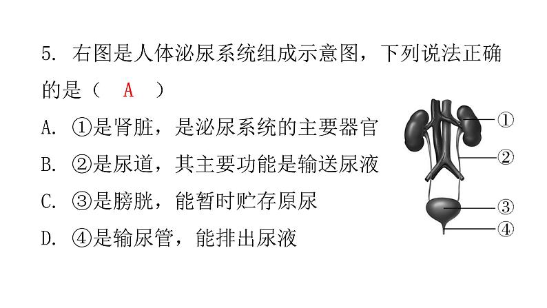 北师大版七年级生物下册第十一章过关训练课件08