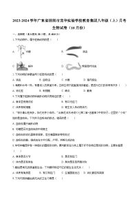2023-2024学年广东省深圳市龙华实验学校教育集团八年级（上）月考生物试卷（10月份）（含解析）