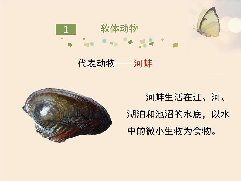 第五单元第一章第三节《软体动物和节肢动物》课件人教版八年级生物上册第3页