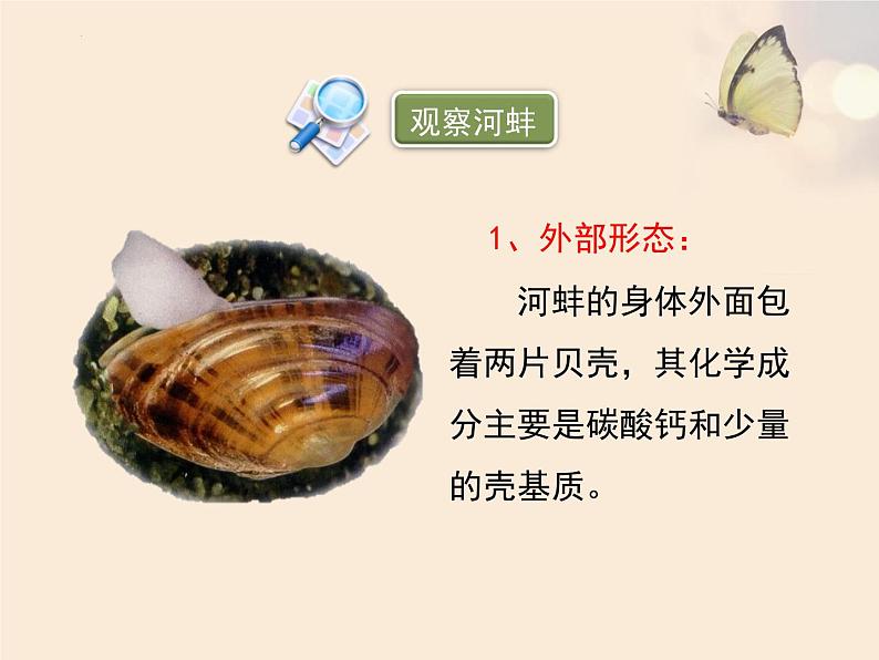 第五单元第一章第三节《软体动物和节肢动物》课件人教版八年级生物上册第4页