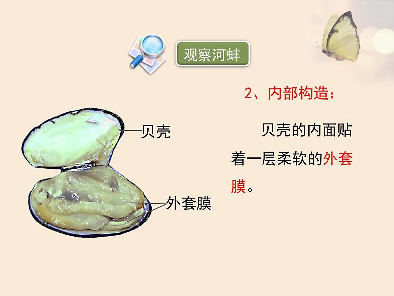第五单元第一章第三节《软体动物和节肢动物》课件人教版八年级生物上册第5页