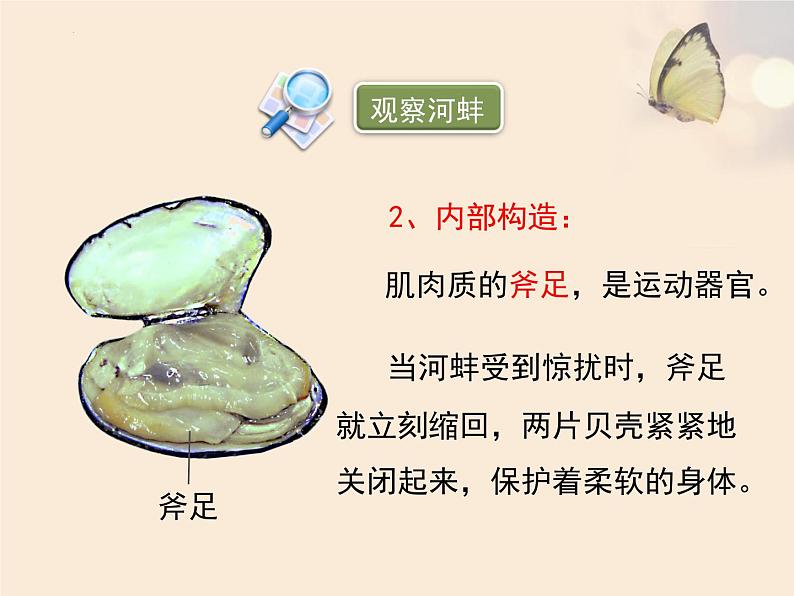 第五单元第一章第三节《软体动物和节肢动物》课件人教版八年级生物上册第6页