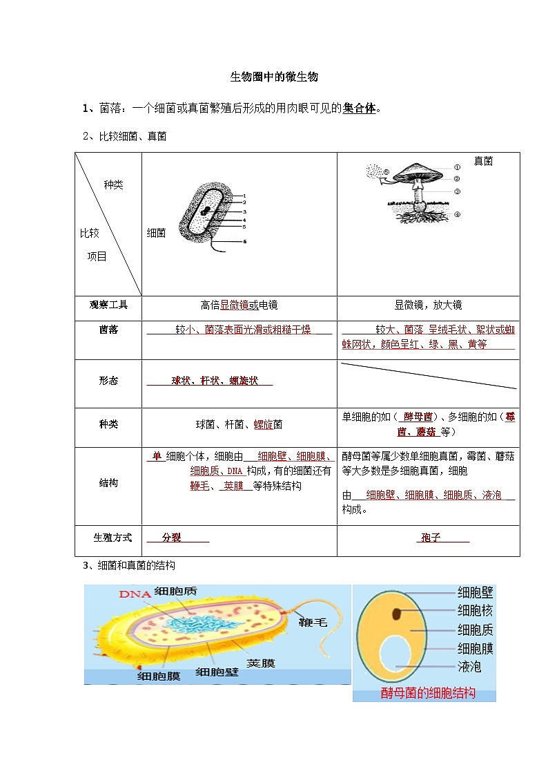 2024年中考生物知识点复习---生物圈中的微生物第1页