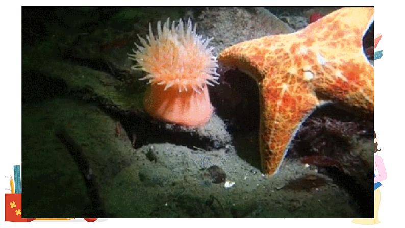 5.1.1+腔肠动物和扁形动物-2023-2024学年八年级生物上学期同步精品课件(人教版) 02