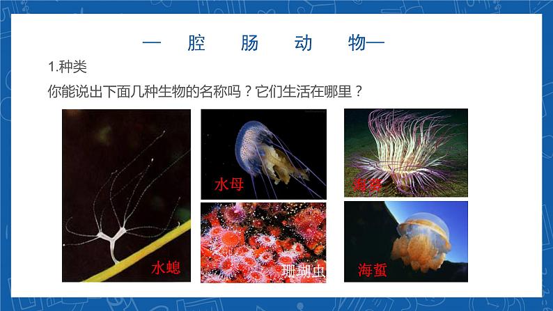 5.1.1+腔肠动物和扁形动物-2023-2024学年八年级生物上学期同步精品课件(人教版) 05