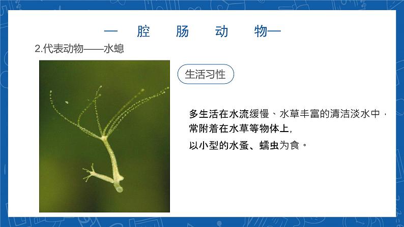 5.1.1+腔肠动物和扁形动物-2023-2024学年八年级生物上学期同步精品课件(人教版) 06