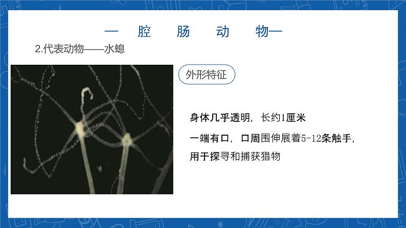 5.1.1+腔肠动物和扁形动物-2023-2024学年八年级生物上学期同步精品课件(人教版) 07