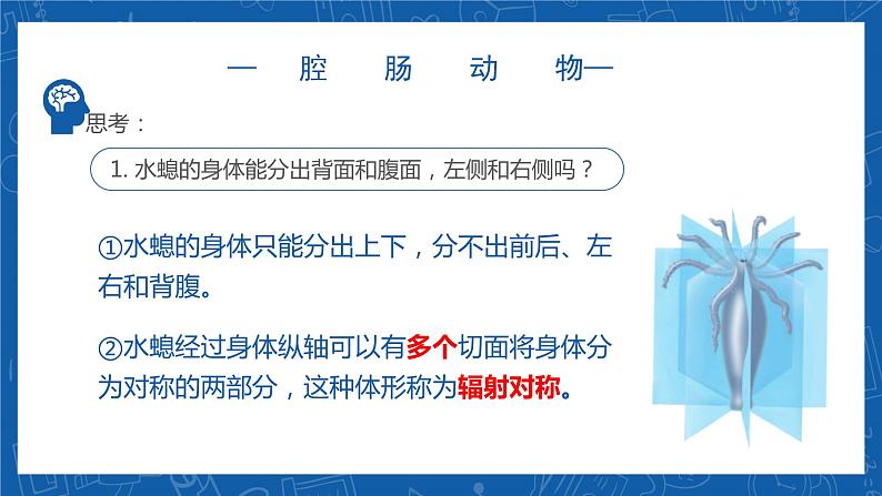 5.1.1+腔肠动物和扁形动物-2023-2024学年八年级生物上学期同步精品课件(人教版) 08
