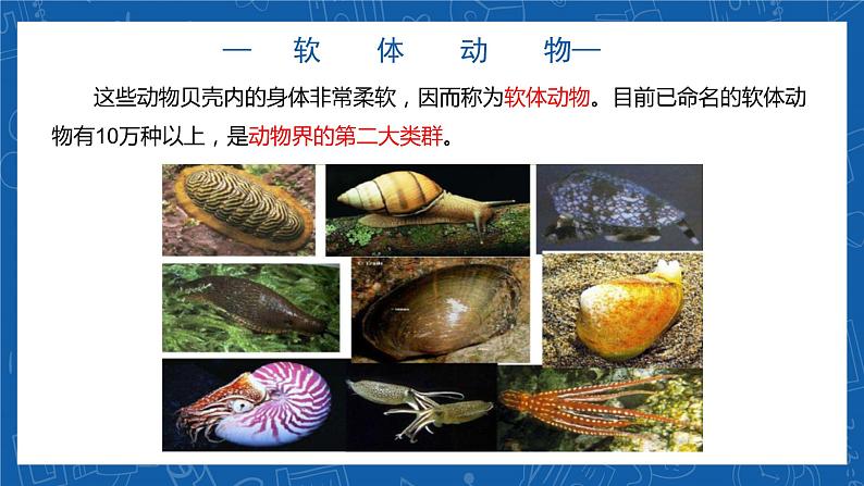 5.1.3+软体动物和节肢动物-2023-2024学年八年级生物上学期同步精品课件(人教版) 第5页