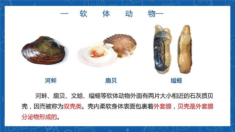 5.1.3+软体动物和节肢动物-2023-2024学年八年级生物上学期同步精品课件(人教版) 第6页