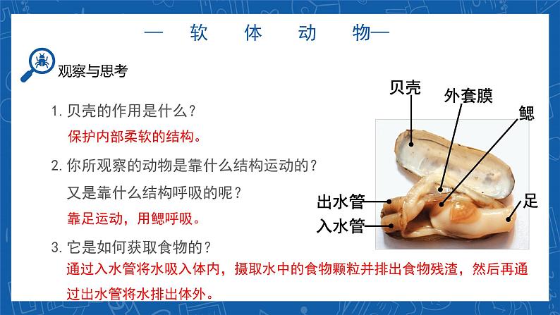 5.1.3+软体动物和节肢动物-2023-2024学年八年级生物上学期同步精品课件(人教版) 第8页