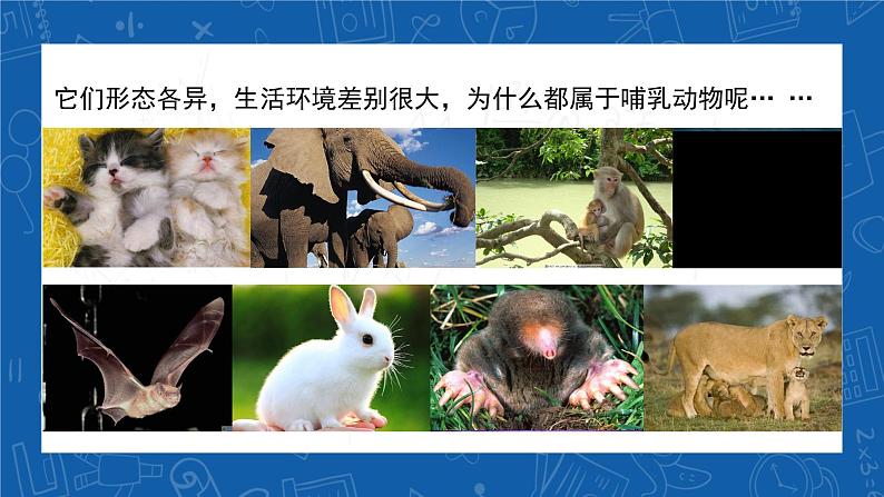 5.1.7+哺乳动物-2023-2024学年八年级生物上学期同步精品课件(人教版) 第2页