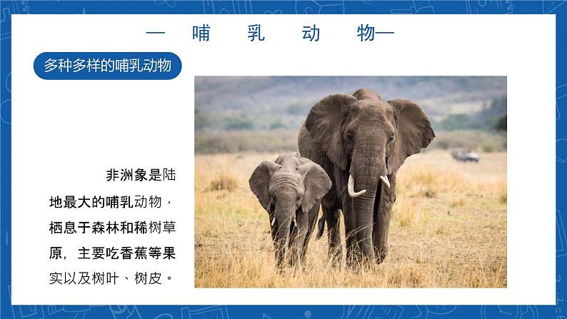 5.1.7+哺乳动物-2023-2024学年八年级生物上学期同步精品课件(人教版) 第4页