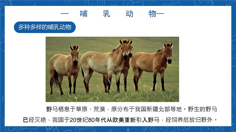5.1.7+哺乳动物-2023-2024学年八年级生物上学期同步精品课件(人教版) 第6页
