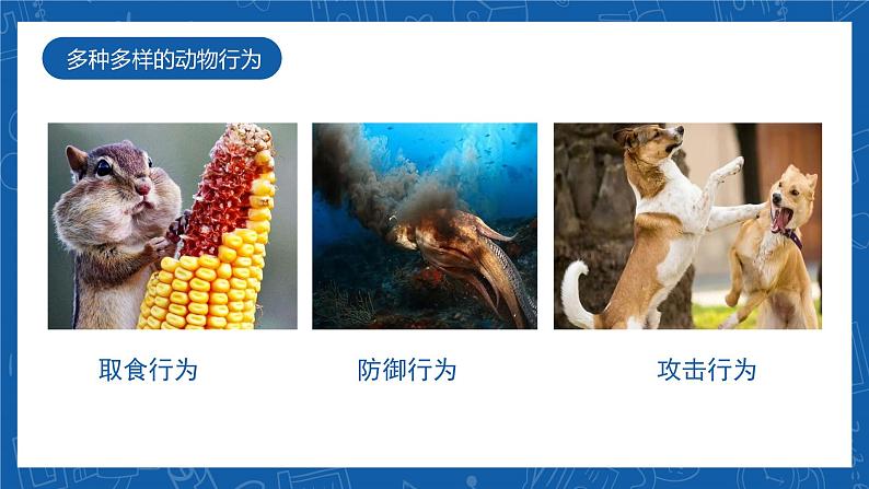 5.2.2+先天性行为和学习行为-2023-2024学年八年级生物上学期同步精品课件(人教版) 第4页
