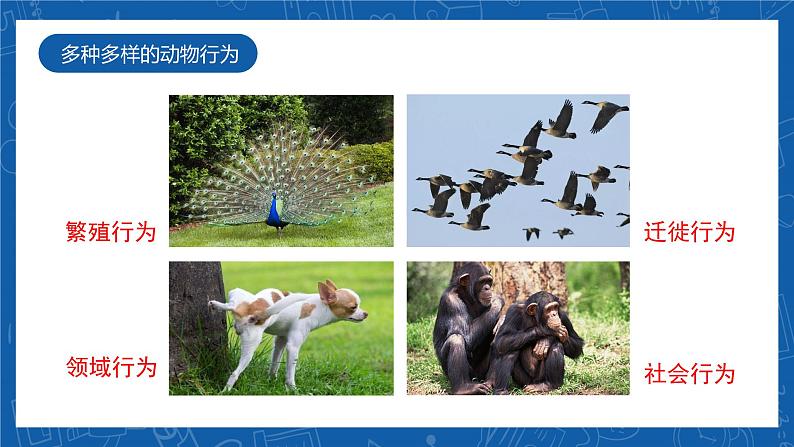 5.2.2+先天性行为和学习行为-2023-2024学年八年级生物上学期同步精品课件(人教版) 第5页