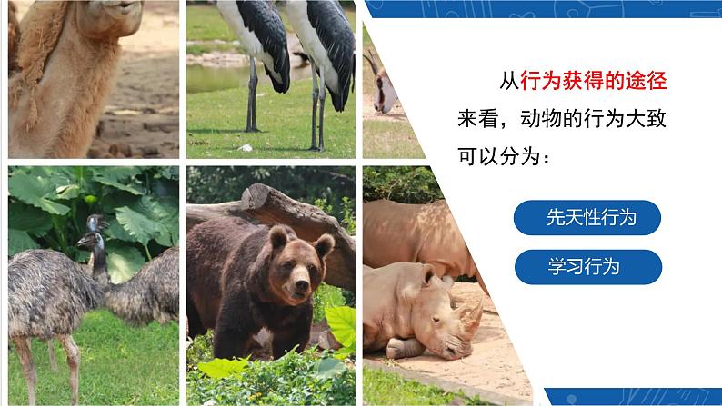 5.2.2+先天性行为和学习行为-2023-2024学年八年级生物上学期同步精品课件(人教版) 第6页