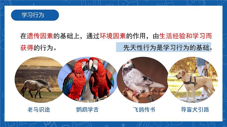 5.2.2+先天性行为和学习行为-2023-2024学年八年级生物上学期同步精品课件(人教版) 第8页