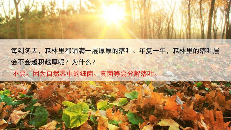 5.4.4+细菌和真菌在自然界中的作用-2023-2024学年八年级生物上学期同步精品课件(人教版)第2页