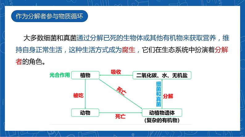 5.4.4+细菌和真菌在自然界中的作用-2023-2024学年八年级生物上学期同步精品课件(人教版)第7页