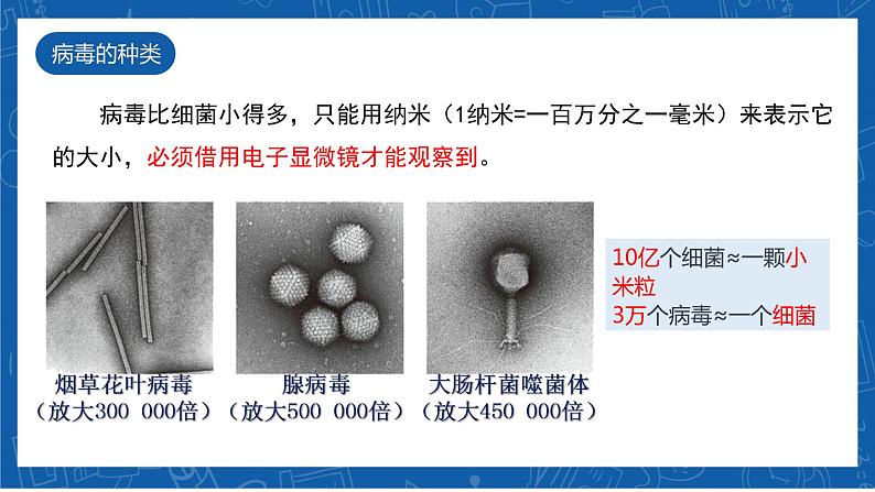 5.5+病毒-2023-2024学年八年级生物上学期同步精品课件(人教版)第7页