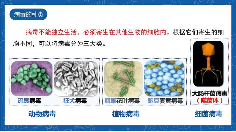 5.5+病毒-2023-2024学年八年级生物上学期同步精品课件(人教版)第8页