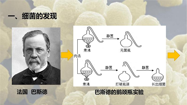 4.2《细菌》课件人教版八年级生物上册第6页