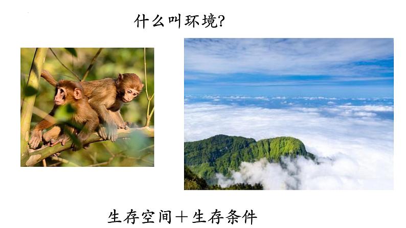 1.2.1+生物与环境的关系+(第一课时)-【精华备课】2023-2024学年七年级生物上册同步教学课件(人教版)02